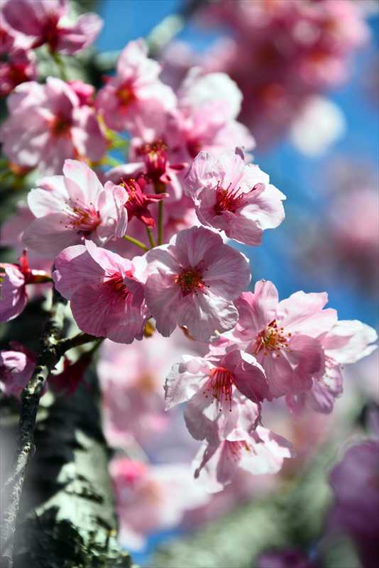 1058_日本のさくら（素材）_日本