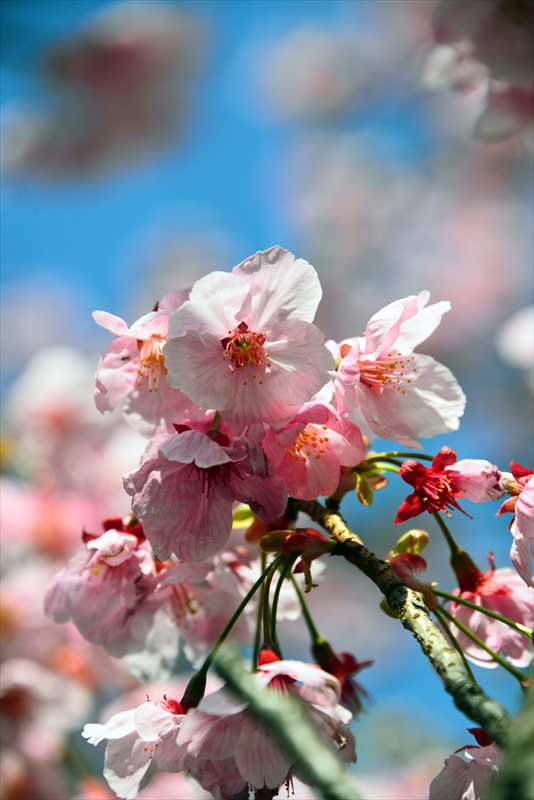 1059_日本のさくら（素材）_日本