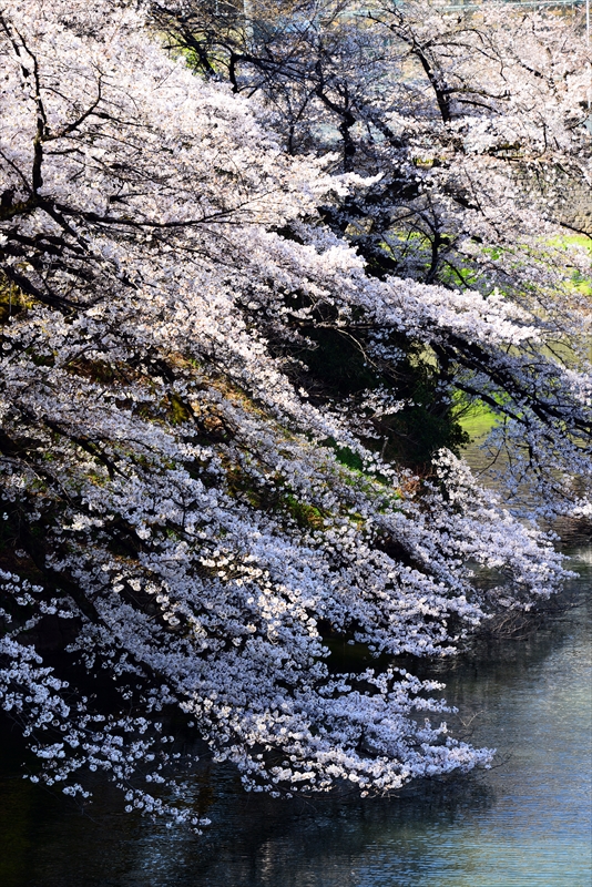 1106_千鳥ヶ淵_東京