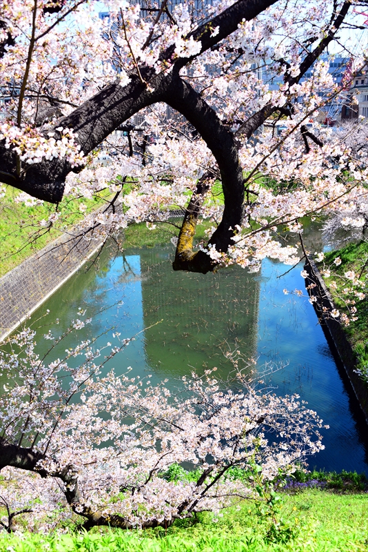 1107_千鳥ヶ淵_東京