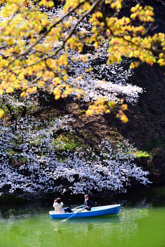 1108_千鳥ヶ淵_東京