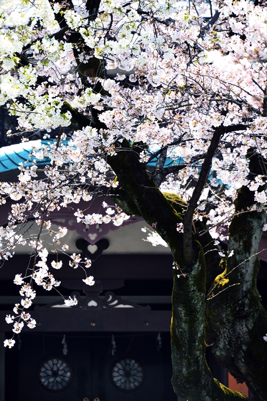 1029_靖国神社_東京