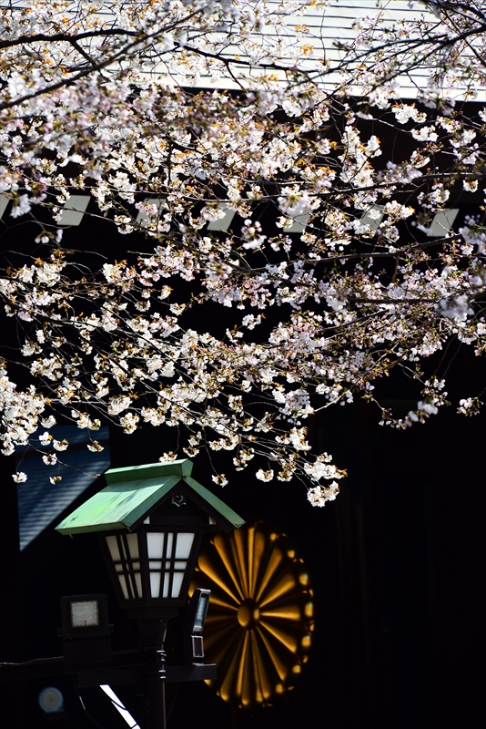 1030_靖国神社_東京