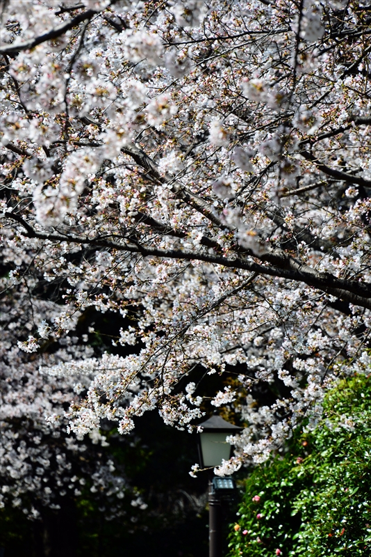 1031_靖国神社_東京
