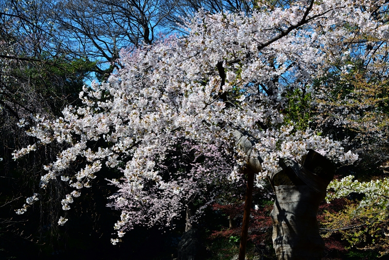 1034_靖国神社_東京