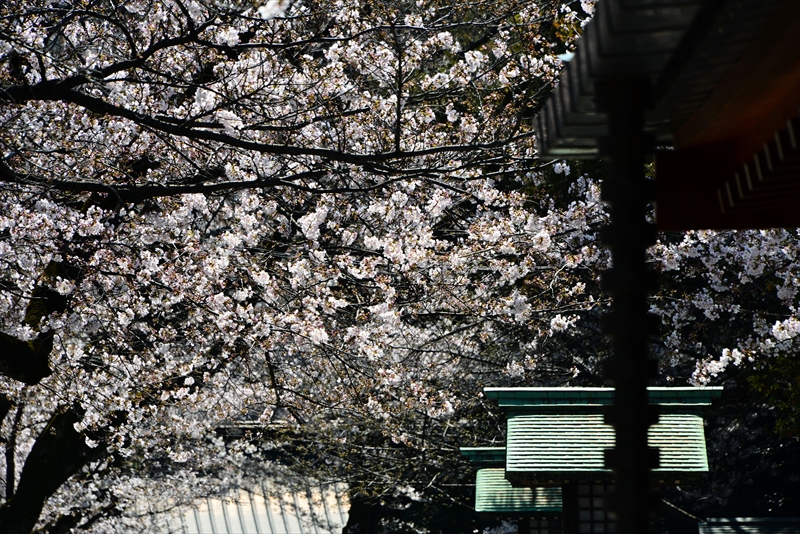 1036_靖国神社_東京