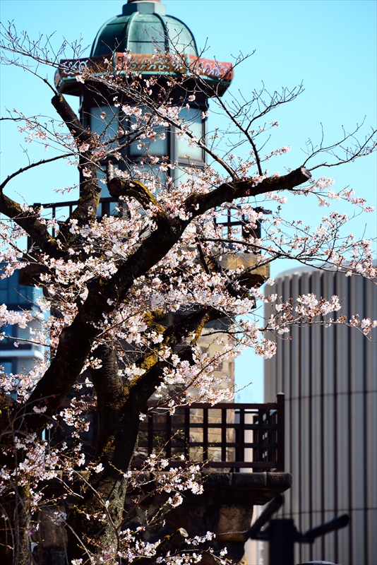 1109_千鳥ヶ淵_東京