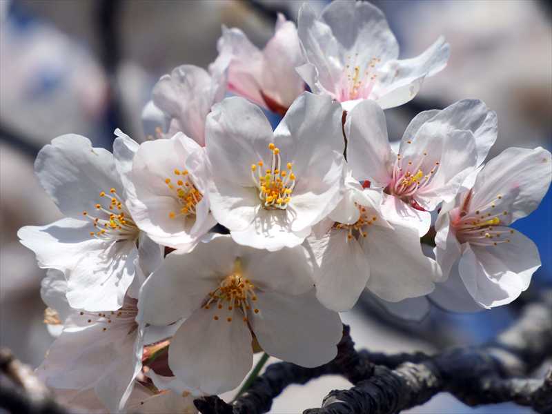 1060_日本のさくら（素材）_日本