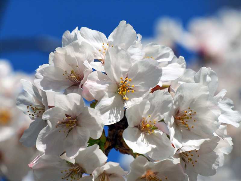 1061_日本のさくら（素材）_日本