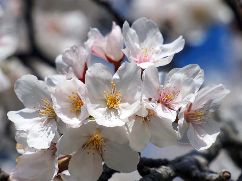 1062_日本のさくら（素材）_日本