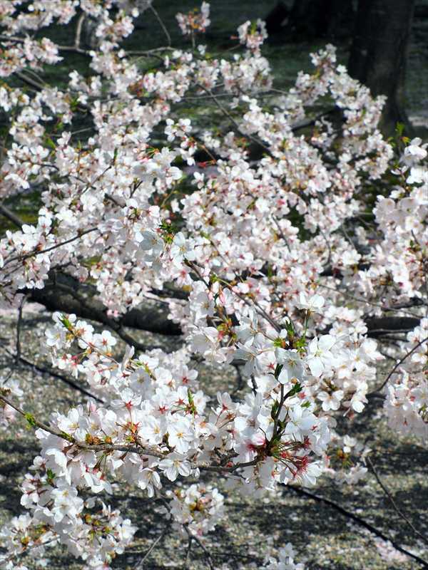 1063_日本のさくら（素材）_日本