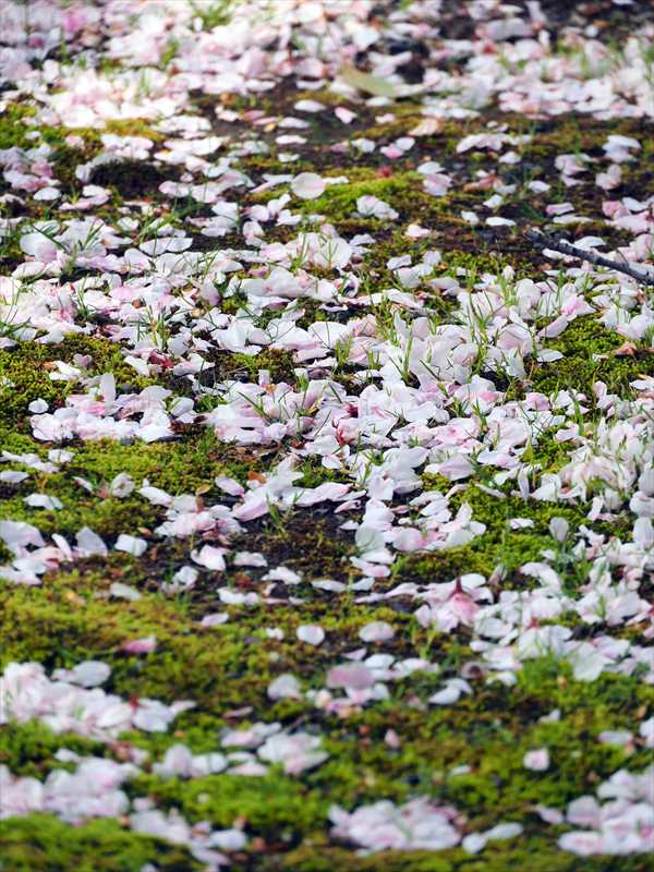 1064_日本のさくら（素材）_日本