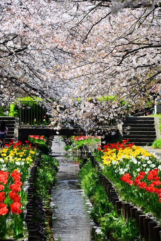 1066_江川せせらぎ緑道_神奈川