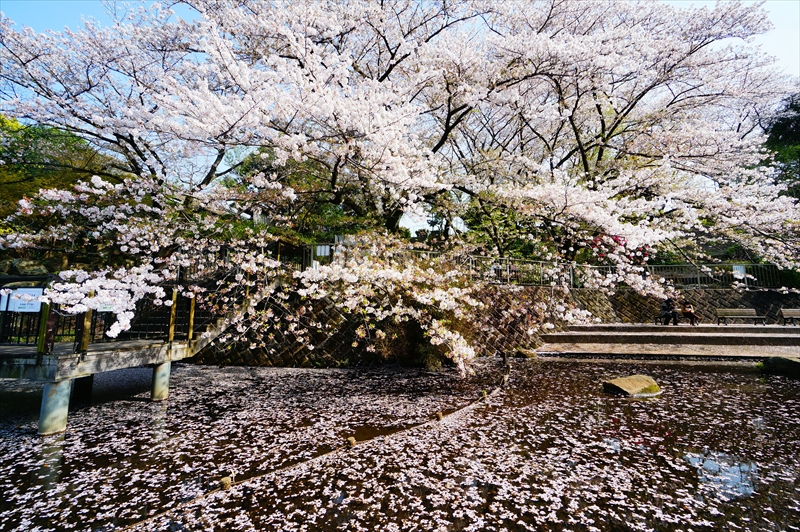 1132_岸根公園_神奈川
