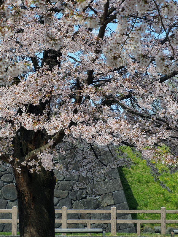 1011_霞城公園_山形