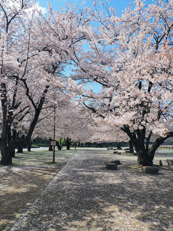 1016_霞城公園_山形