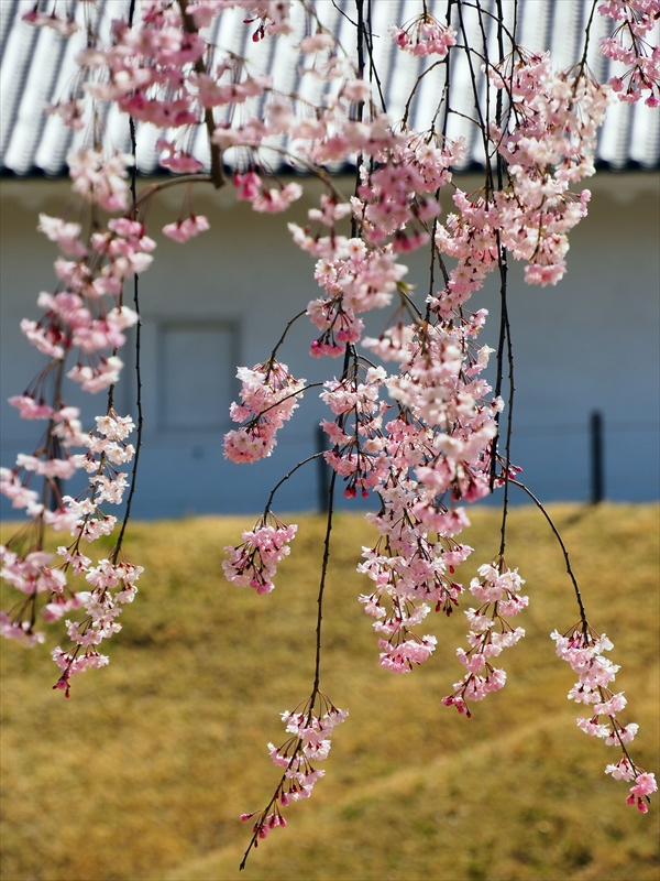 1020_霞城公園_山形