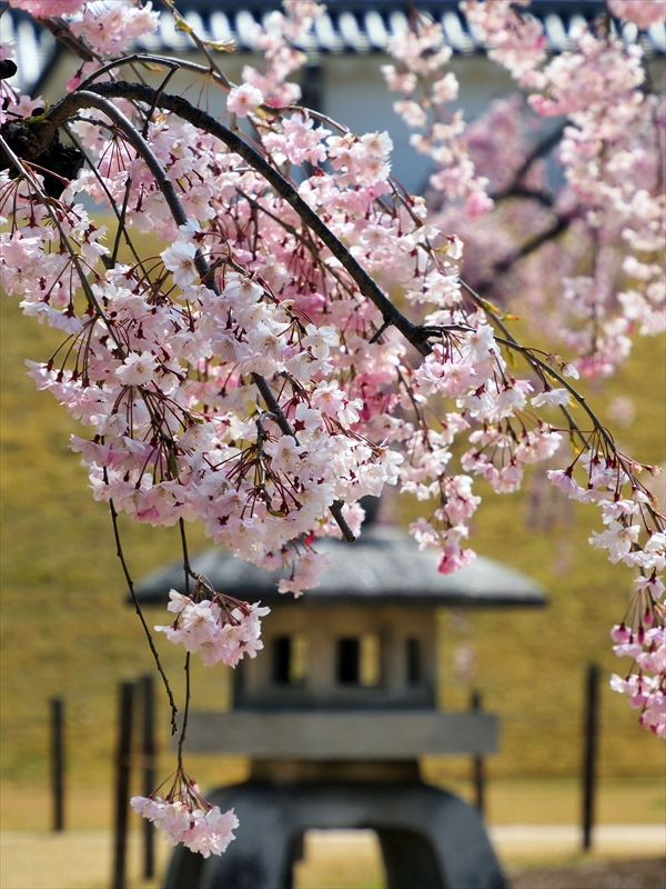 1021_霞城公園_山形