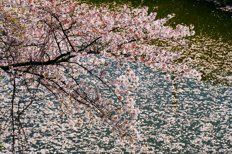 1022_霞城公園_山形