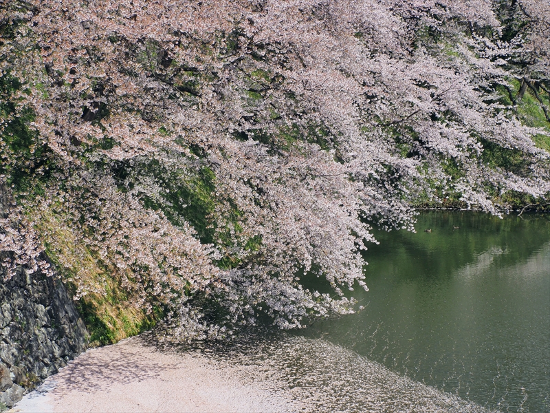 1032_霞城公園_山形