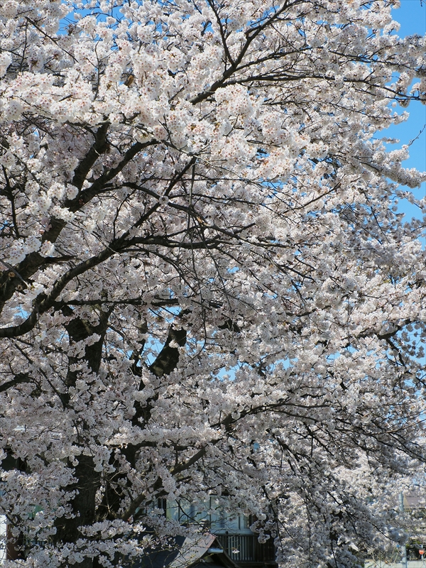 1080_最上川河川敷_山形