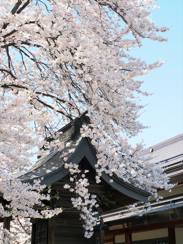 1105_妙圓寺_山形