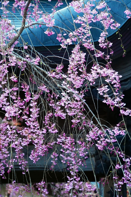 1100_立石寺本坊_山形