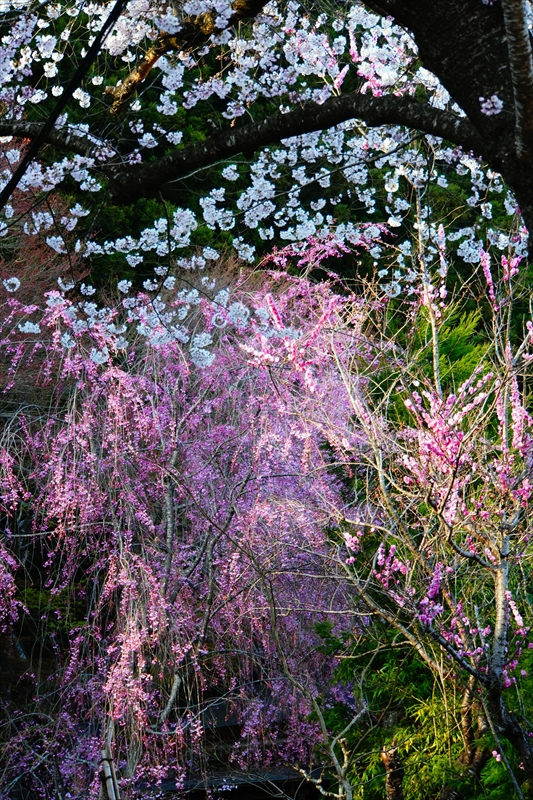 1101_立石寺本坊_山形