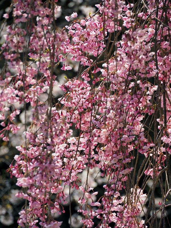 1067_天童公園（舞鶴山）_山形