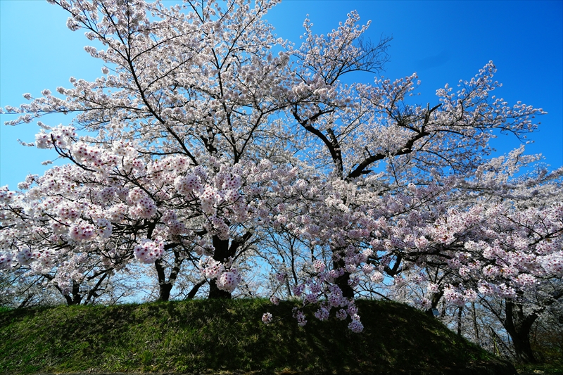 1070_天童公園（舞鶴山）_山形