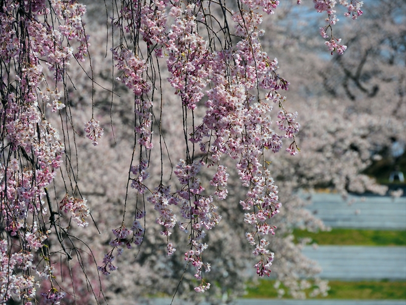 1072_天童公園（舞鶴山）_山形