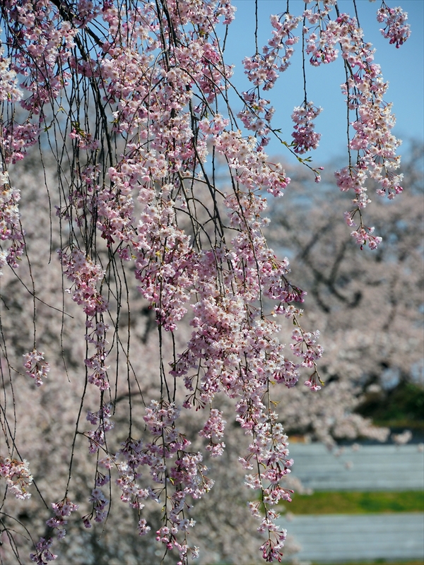 1074_天童公園（舞鶴山）_山形