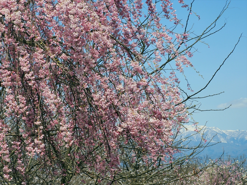 1077_天童公園（舞鶴山）_山形