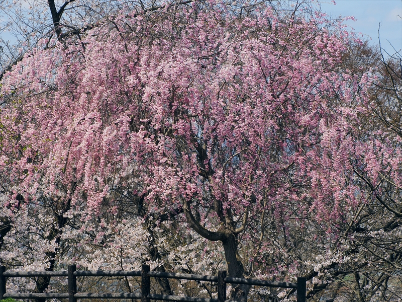 1078_天童公園（舞鶴山）_山形