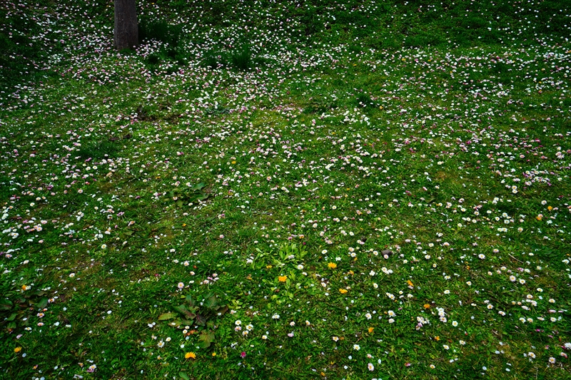 1098_函館五稜郭公園_北海道
