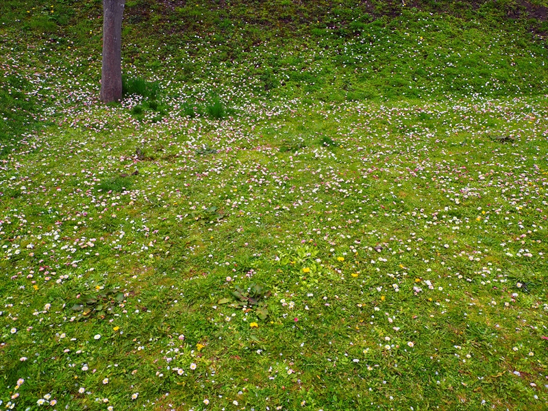 1099_函館五稜郭公園_北海道