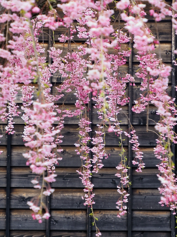 1100_函館五稜郭公園_北海道