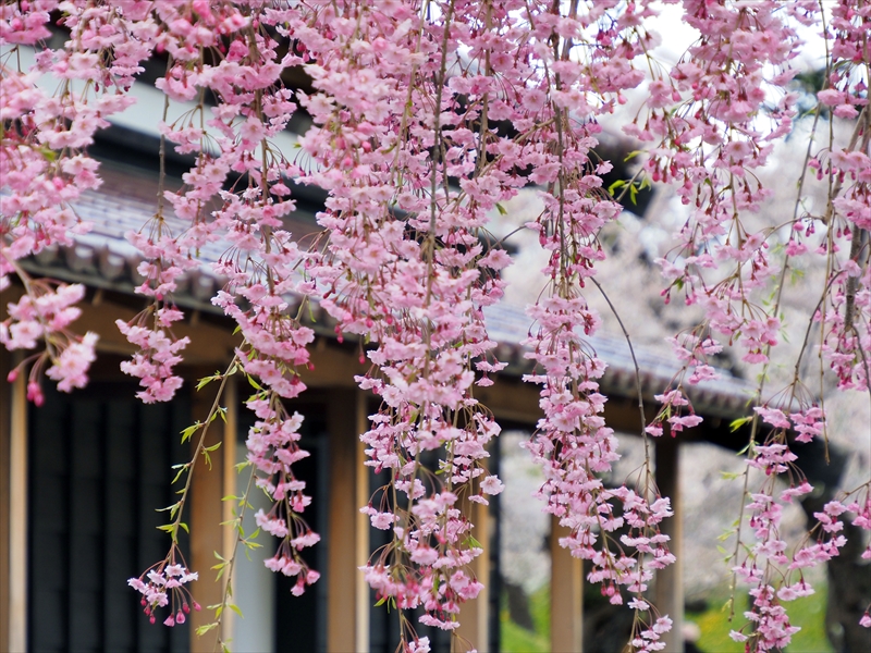1101_函館五稜郭公園_北海道