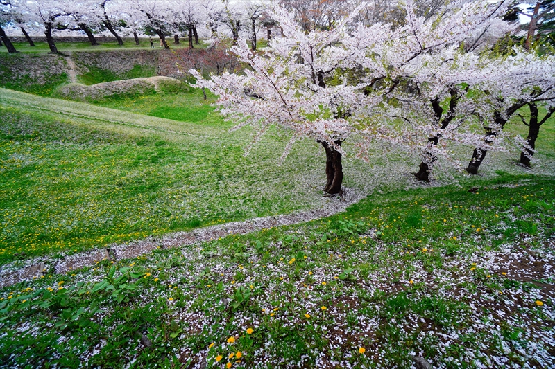 1103_函館五稜郭公園_北海道