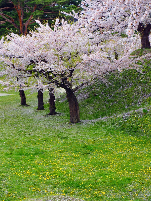 1104_函館五稜郭公園_北海道
