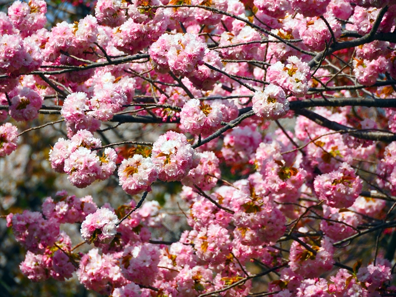 1040_松前城_北海道