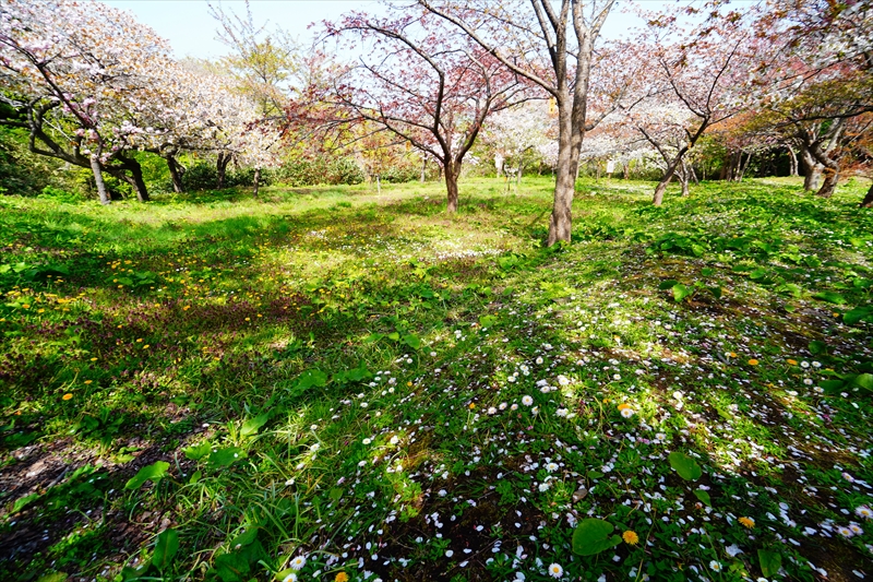 1041_松前城_北海道