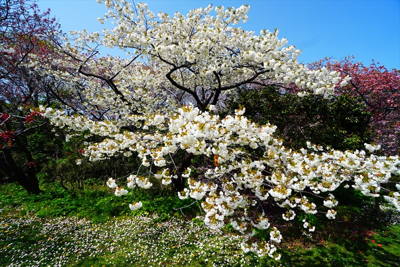1042_松前城_北海道