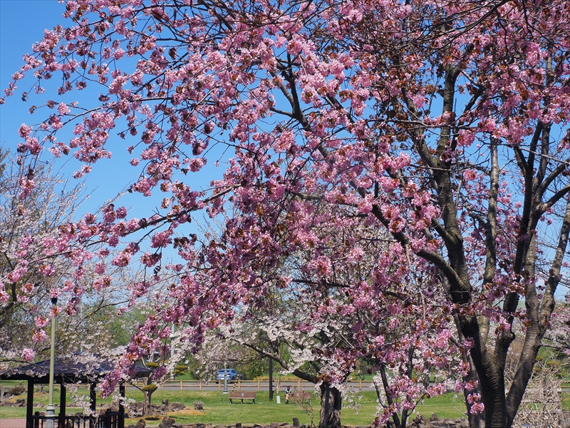 1050_八雲町さらんべ公園_北海道