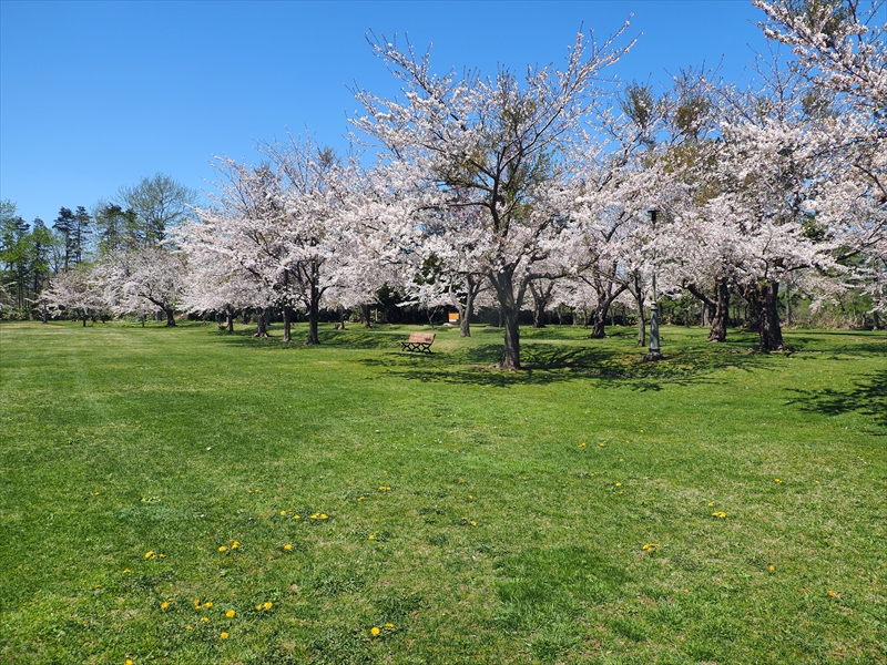 1054_八雲町さらんべ公園_北海道