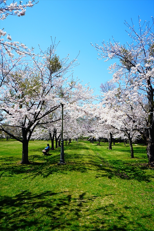 1056_八雲町さらんべ公園_北海道