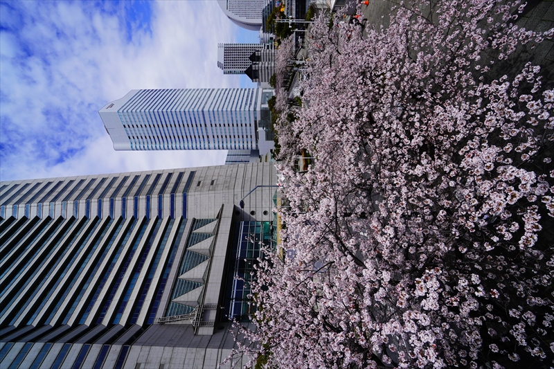 1117_なとみらい_神奈川