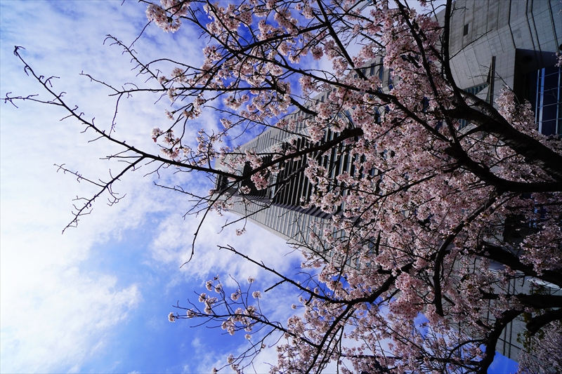 1118_なとみらい_神奈川