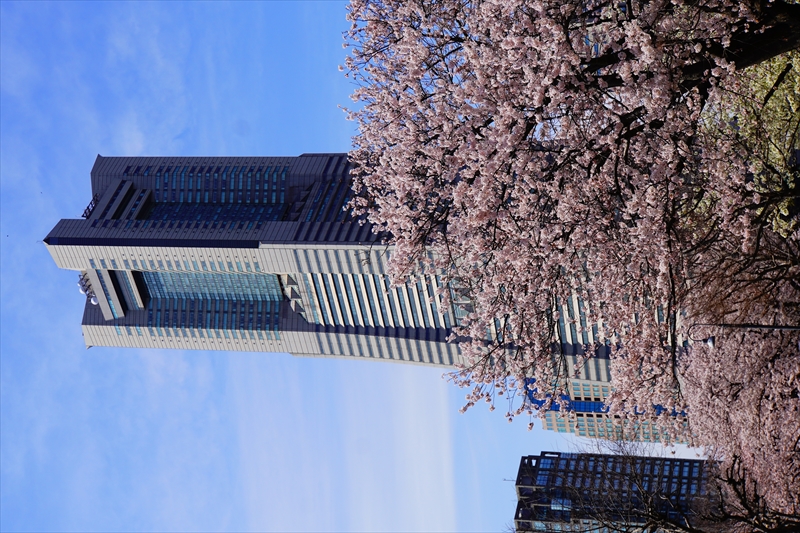 1123_なとみらい_神奈川