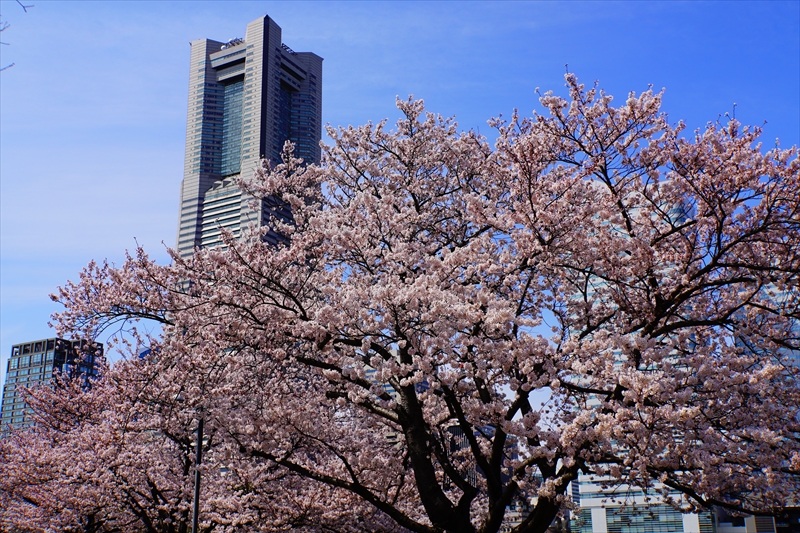 1124_なとみらい_神奈川